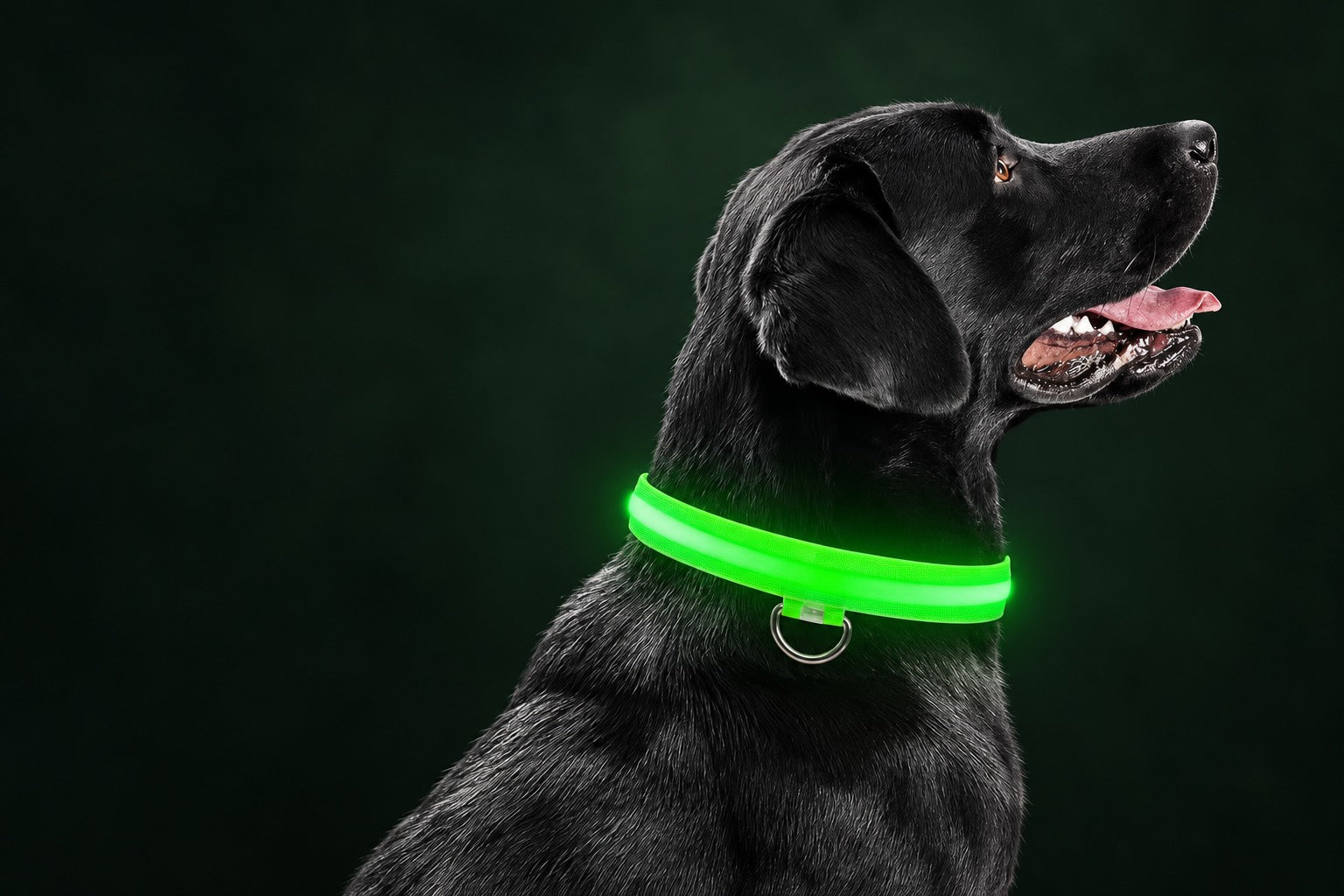 Dog wearing a glowing green LED collar